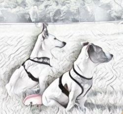 nur mit meinen Hund